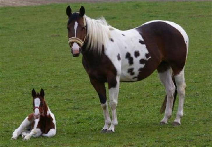 Paint Miss Kutie Bar (Tøsen) billede 10