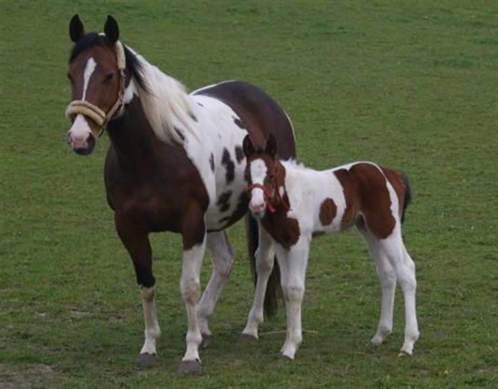 Paint Miss Kutie Bar (Tøsen) billede 11