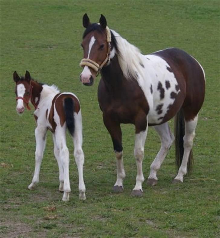 Paint Miss Kutie Bar (Tøsen) billede 12