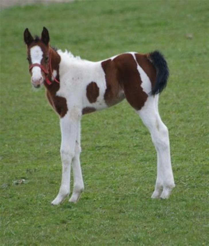 Paint Miss Kutie Bar (Tøsen) billede 13