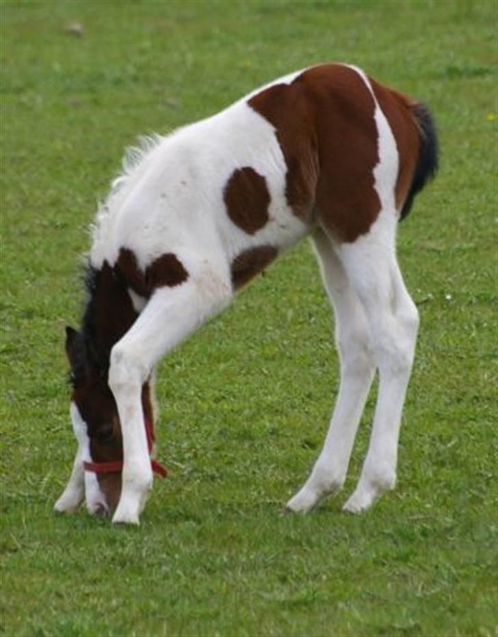 Paint Miss Kutie Bar (Tøsen) - Det er så svært og nå billede 14