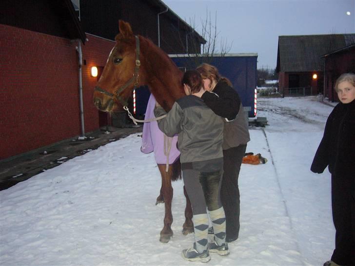 Traver Nuggi Weissmann *R.I.P.* - da hen blev hentet af siin nye familie ( billede taget på Vestfyns efterskole ) billede 19