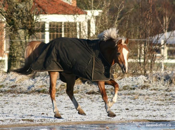 Hollandsk Sportspony Bright gold dancer -solgt -  2008 Nannafoto.  billede 18