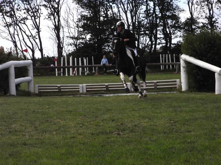 Pinto Hot pinto - I left you! Just when I needed you most? I dont blame you. But I kinda had to, didn´t I? billede 8