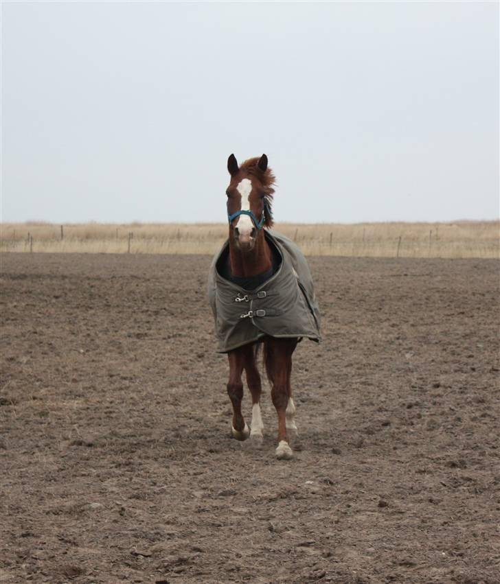 Sportsaraber (A) min smukke Joy  pynter på himmelen nu - smukke joy på FU folden(: billede 14