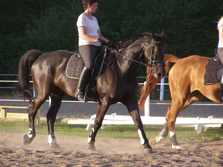 Anden særlig race Trojka (Himmelhest) billede 20