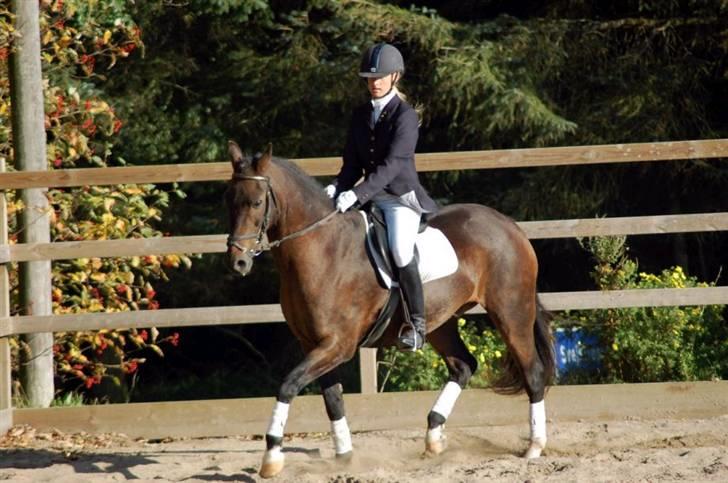 Anden særlig race » Elvis R.I.P - 4 ¬ LB1 SVEJ 27 Sep 2008 billede 4