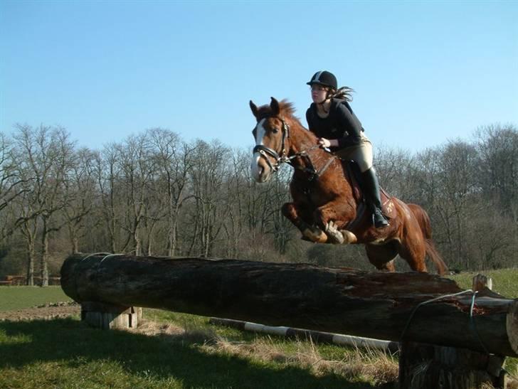 Sportsaraber (A) Vestergaard Emmi (R.I.P.) billede 1