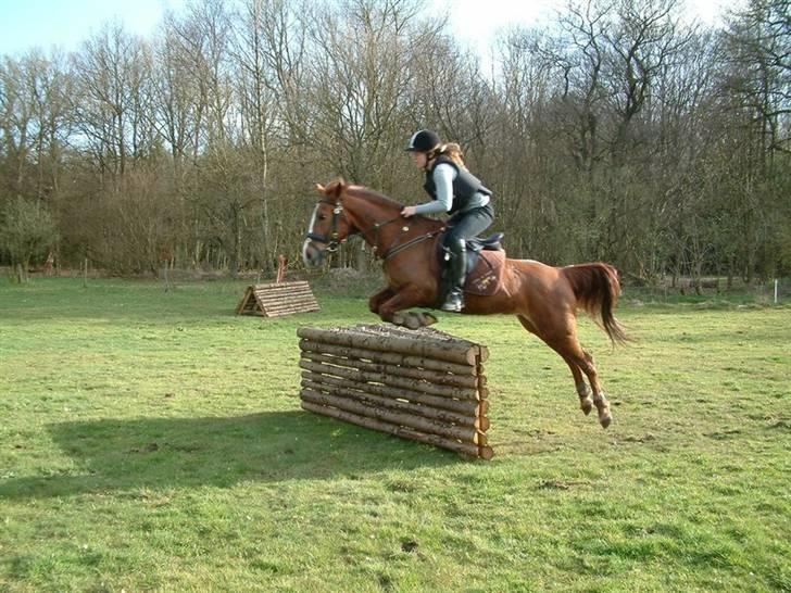 Sportsaraber (A) Vestergaard Emmi (R.I.P.) billede 2