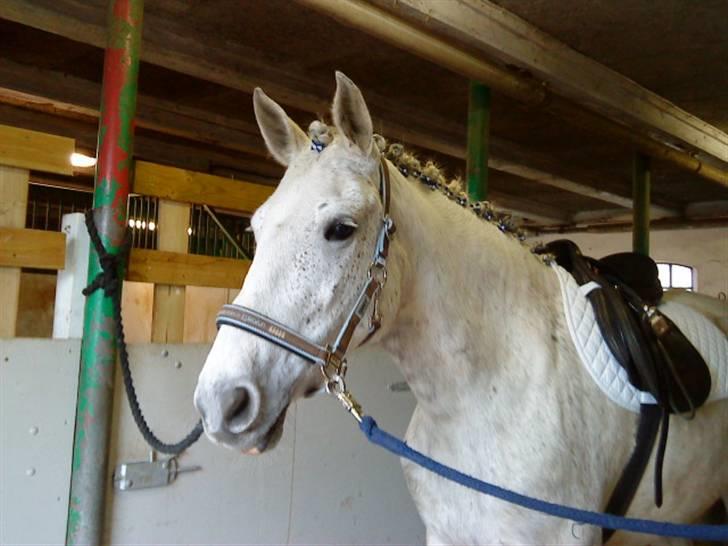 Hollandsk Sportspony | Silver Blue - 10) At kunne kalde sig selv smuk xD <3 Foto: Mig. billede 10