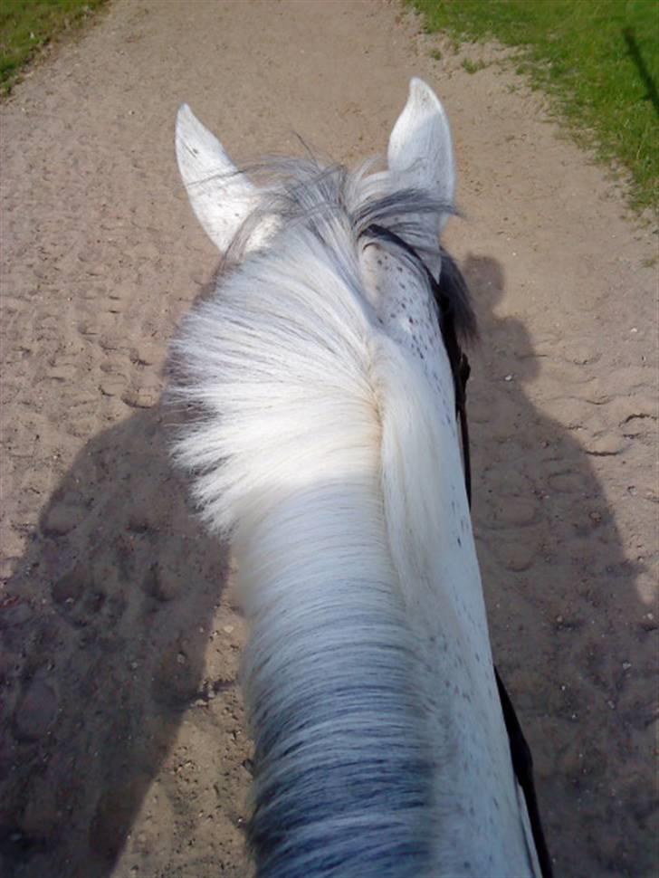 Hollandsk Sportspony | Silver Blue - 11) fordi at når jeg sidder på dig er jeg tryg i; billede 11