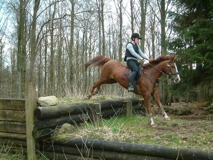 Sportsaraber (A) Vestergaard Emmi (R.I.P.) billede 5