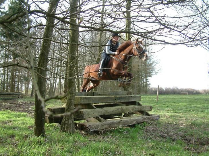 Sportsaraber (A) Vestergaard Emmi (R.I.P.) billede 6