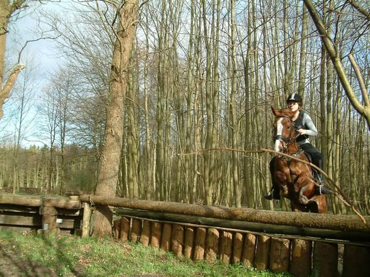 Sportsaraber (A) Vestergaard Emmi (R.I.P.) billede 7