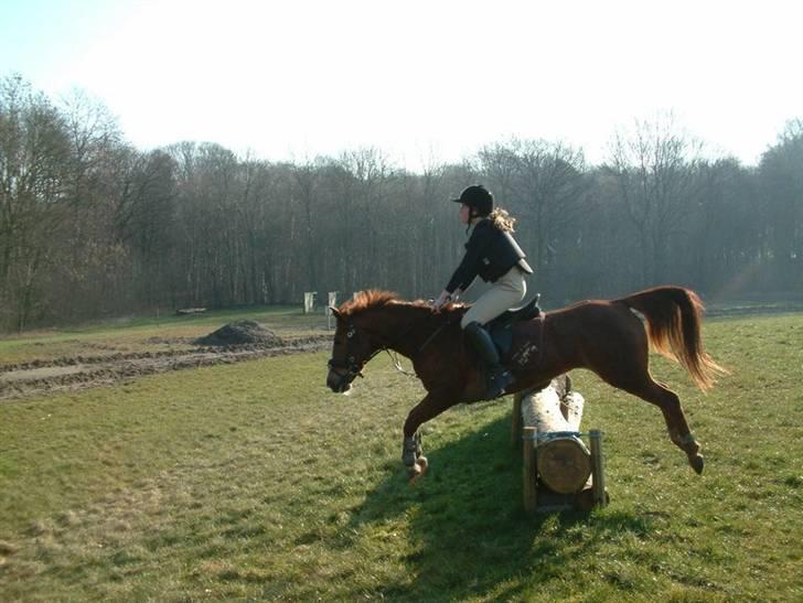 Sportsaraber (A) Vestergaard Emmi (R.I.P.) billede 9