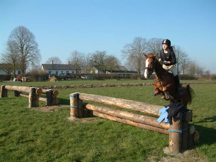 Sportsaraber (A) Vestergaard Emmi (R.I.P.) billede 10