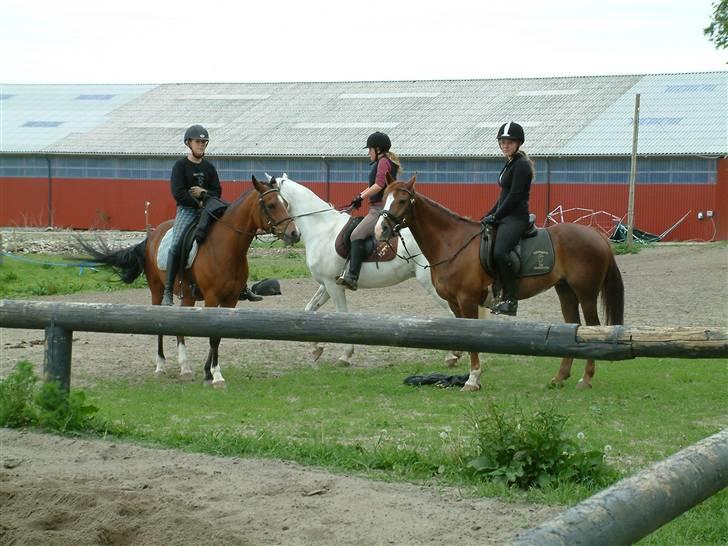 Sportsaraber (A) Vestergaard Emmi (R.I.P.) billede 11