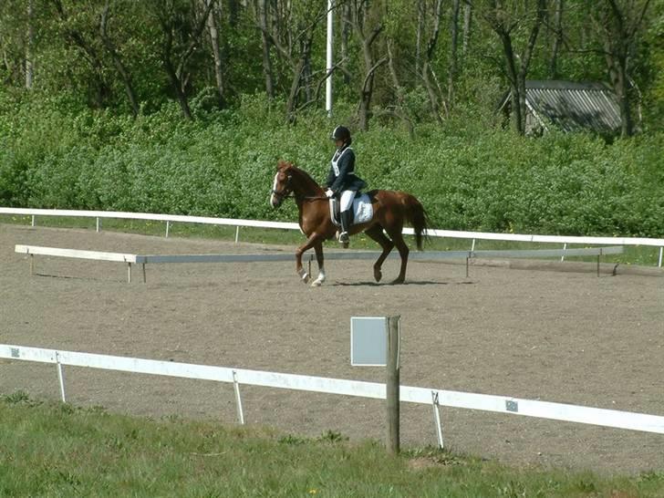 Sportsaraber (A) Vestergaard Emmi (R.I.P.) billede 12
