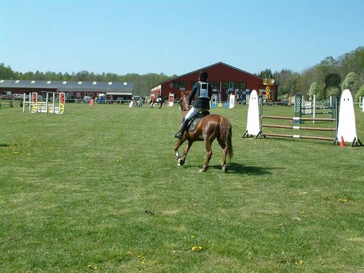 Sportsaraber (A) Vestergaard Emmi (R.I.P.) billede 13