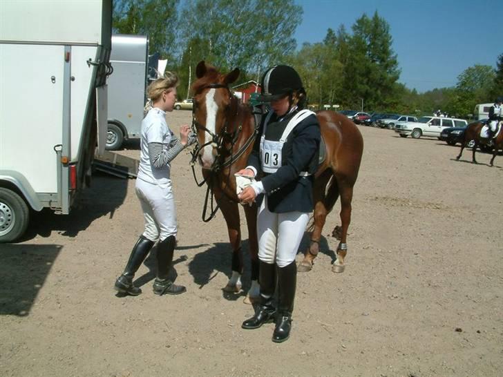 Sportsaraber (A) Vestergaard Emmi (R.I.P.) billede 15