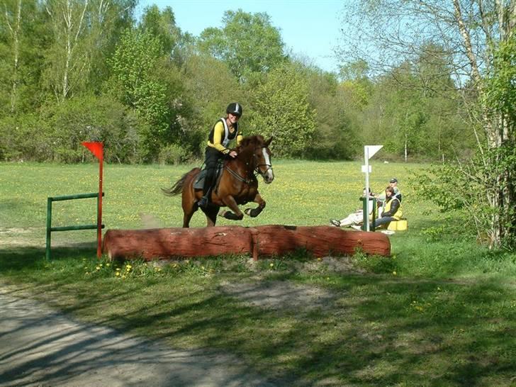 Sportsaraber (A) Vestergaard Emmi (R.I.P.) billede 16