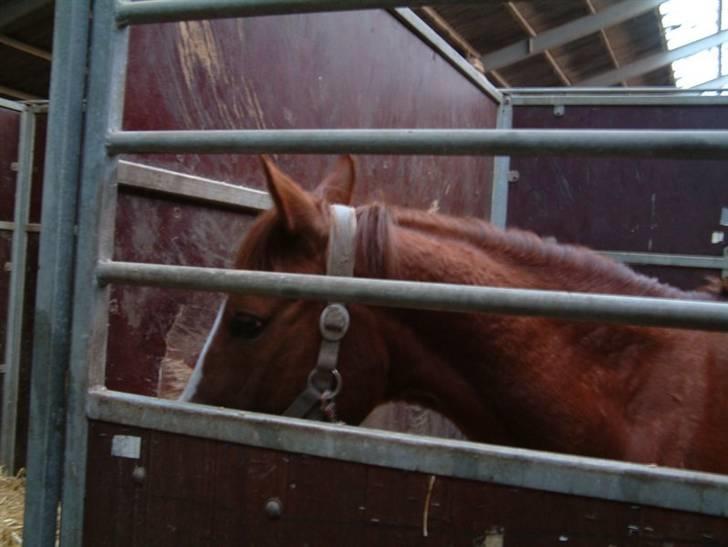 Sportsaraber (A) Vestergaard Emmi (R.I.P.) billede 17