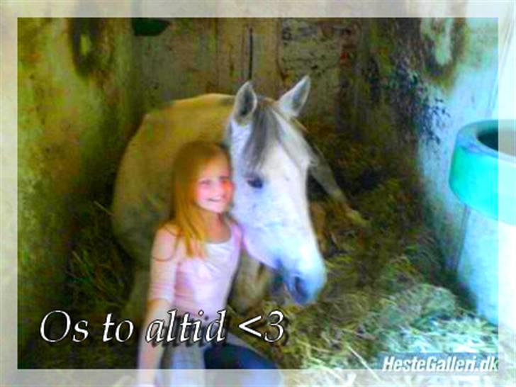 Hollandsk Sportspony | Silver Blue - 12) du betyder så fucking meget <3 Foto: ann sofie. billede 12