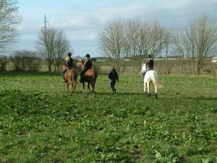 Sportsaraber (A) Vestergaard Emmi (R.I.P.) billede 19