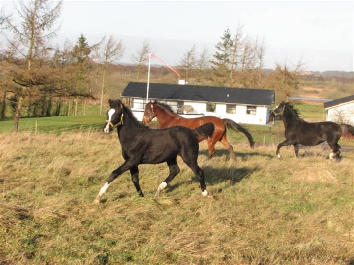 Dansk Varmblod Lavenya - er nem at få gejlet billede 4