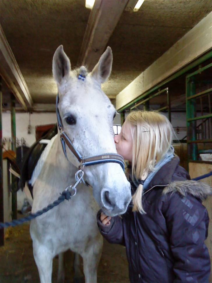 Hollandsk Sportspony | Silver Blue - 13) du er alt i mitliv i; billede 13