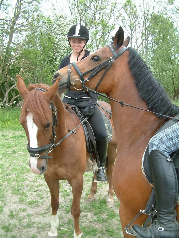 Sportsaraber (A) Vestergaard Emmi (R.I.P.) billede 20