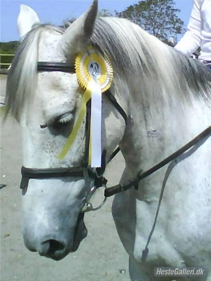 Hollandsk Sportspony | Silver Blue - 14) Efter sommeropvisning. Jeg red forest! LC2 :) Foto: Min far. billede 14