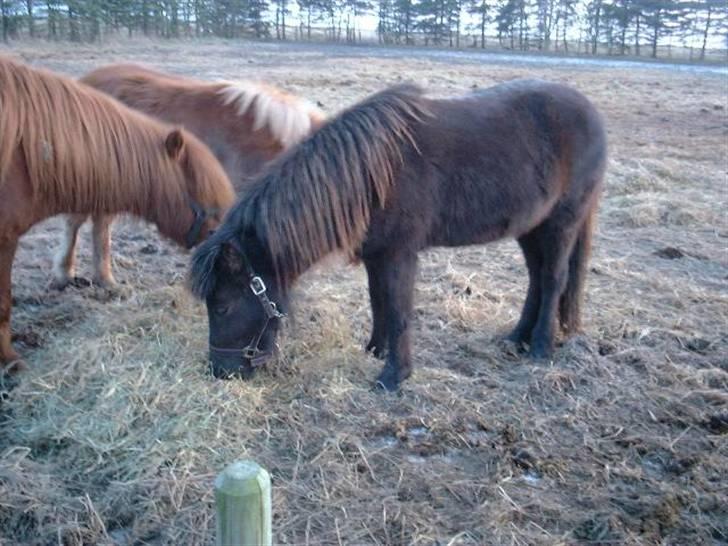 Islænder þalli fra Blochgaarden RIP - Palli og Tritla. Tritla er kun føl derpå, billedet er fra 2003/2004 gætter jeg på.. billede 5