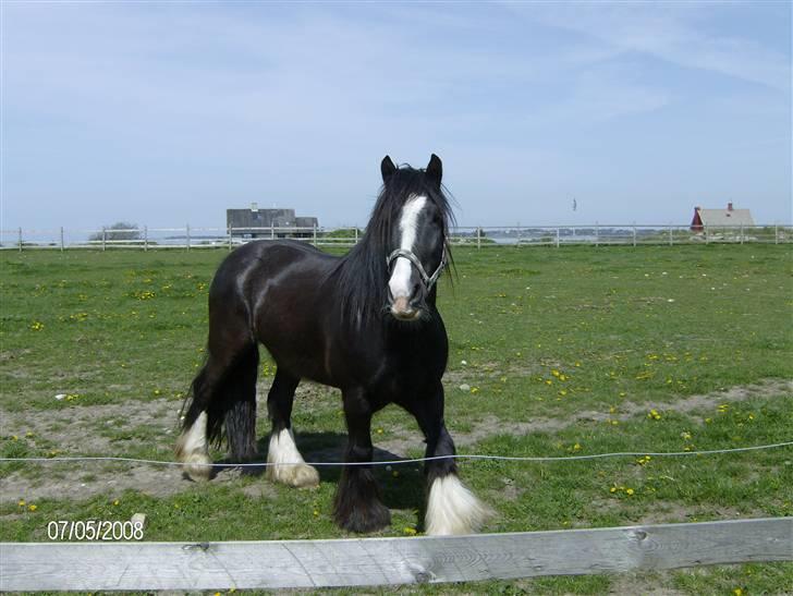 Irish Cob Sir Elton - Skønne Sir Elton billede 13