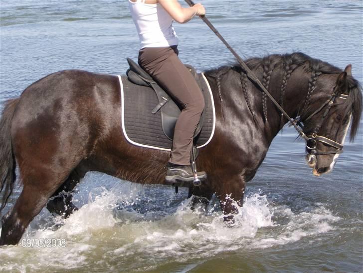 Irish Cob Sir Elton - en dejlig oplevelse for os begge billede 14