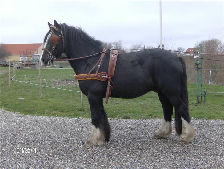 Irish Cob Sir Elton - Flot ser det ud billede 16