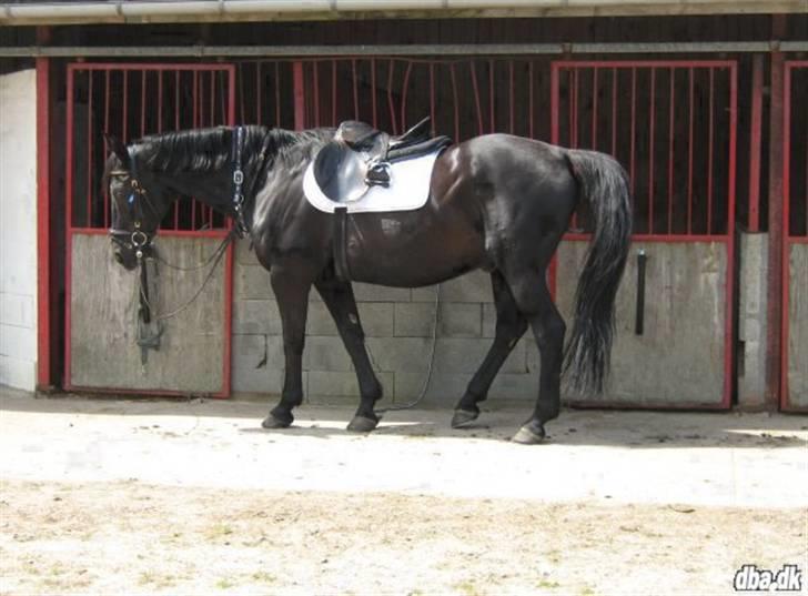 Oldenborg Blacki  solgt!  R.I.P. - min prisn! billede 1