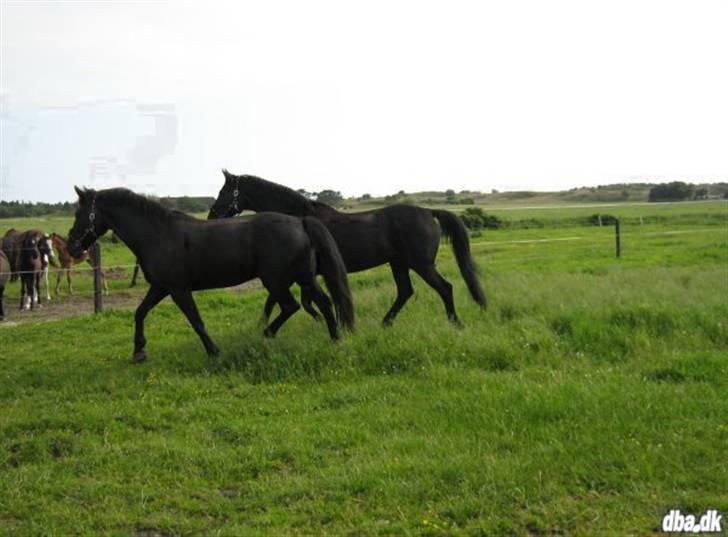 Oldenborg Blacki  solgt!  R.I.P. - blacki og måske dark eller midtnight! billede 2