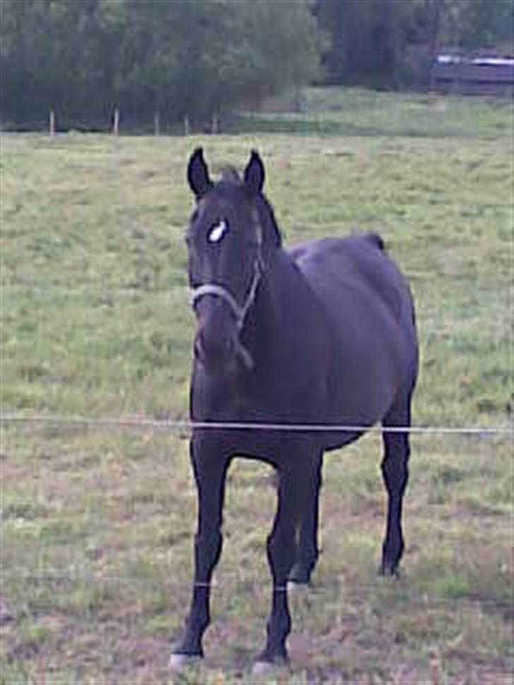 Oldenborg Blacki  solgt!  R.I.P. - hmm os mig med!  billede 3