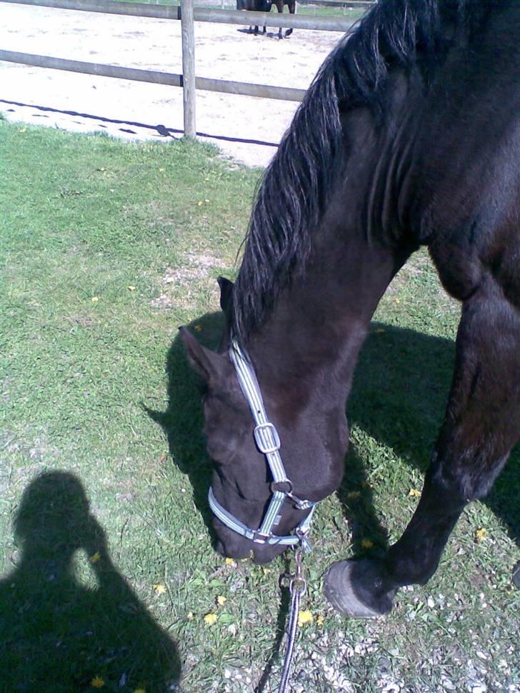 Oldenborg Blacki  solgt!  R.I.P. - mmmmmhh græs det er godt billede 4