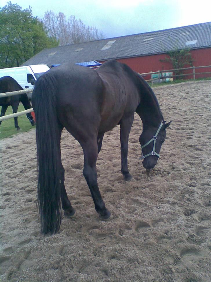 Oldenborg Blacki  solgt!  R.I.P. - det lugter ikke som mit billede 5