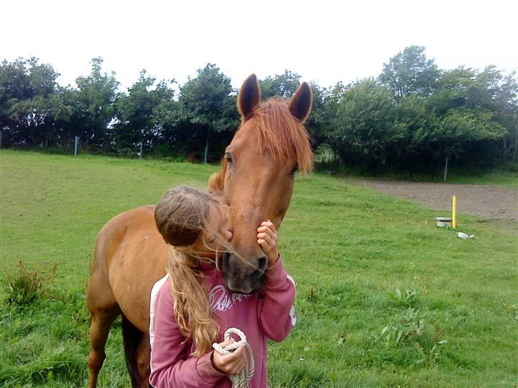 Svensk Sportspony  Casco - 4# Casco<3 billede 5