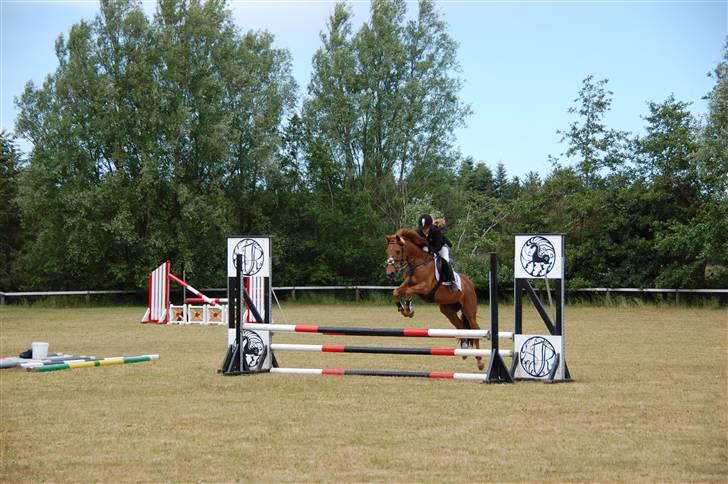 Svensk Sportspony  Casco - 5# Casco til stævne<3 Foto. Min onkel Mickal billede 6