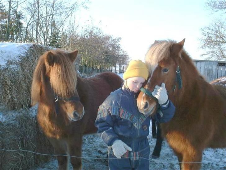 Islænder þalli fra Blochgaarden RIP - Dengang var jeg 9 år, tror jeg. Står og kæler med Röskva, og Palli kigger "jaloux" på {´: billede 7