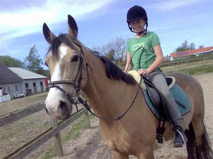 Welsh Cob (sec D) Kimberly <3 - pernille på min tøøs:) billede 14