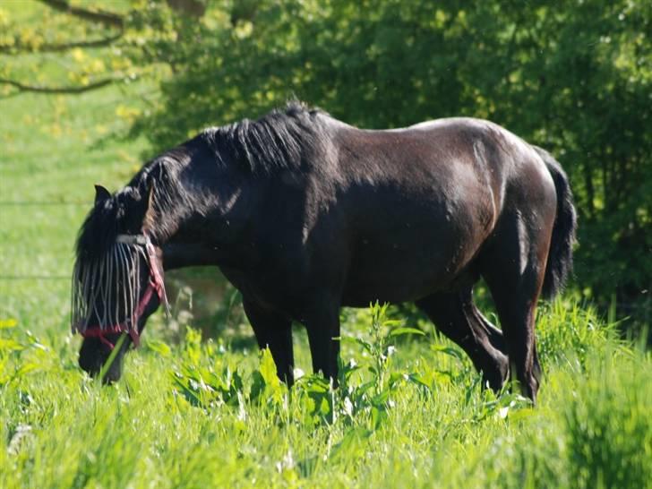 Cruzado lucho billede 14