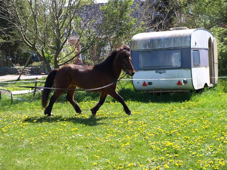 Islænder Litli-Jarpur f. Reykjavik - Trav - undskyld baggrunden [taget af mig] billede 2