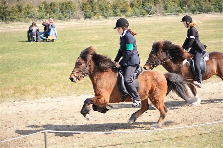 Islænder Litli-Jarpur f. Reykjavik - Galop til DSU 2010 i 4,3 finale [taget af Emilie Herfelt] billede 8