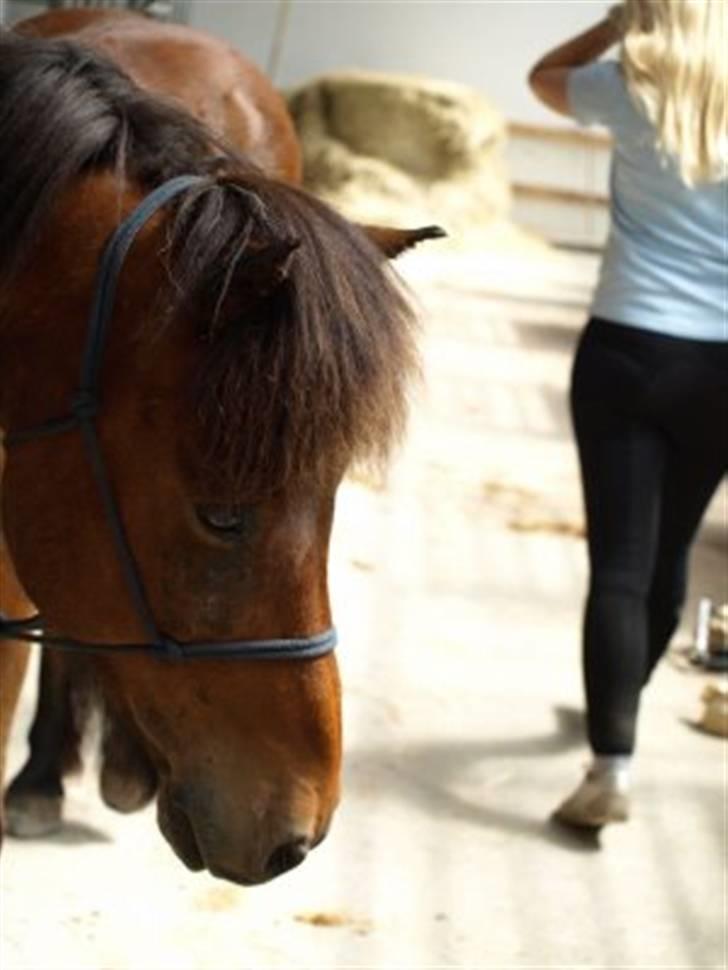 Islænder Litli-Jarpur f. Reykjavik - Jarpur smukke hoved på Kalø til Juniorcup inden horsemanship [taget af mig] billede 10
