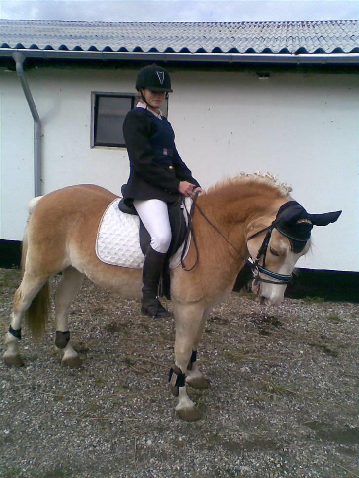 Haflinger sander (Gl. part) - mig og sander til stævne, har lige sprunget 70 cm.. billede 2